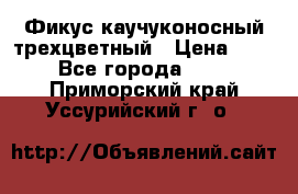 Фикус каучуконосный трехцветный › Цена ­ 500 - Все города  »    . Приморский край,Уссурийский г. о. 